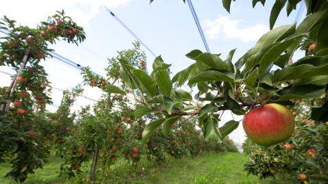 Ein Baum hängt vom Ast eines Apfelbaumes in einer Obst-Plantage. 