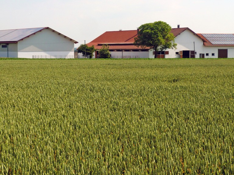 Bauernhof in Bayern mit reifendem Getreidefeld
