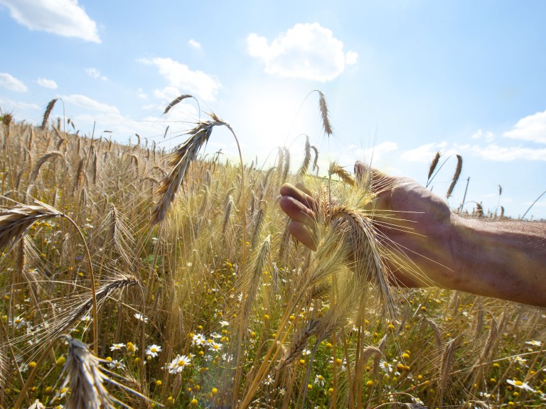 Eine Hand streift über Weizenähren in einem Getreidefeld.