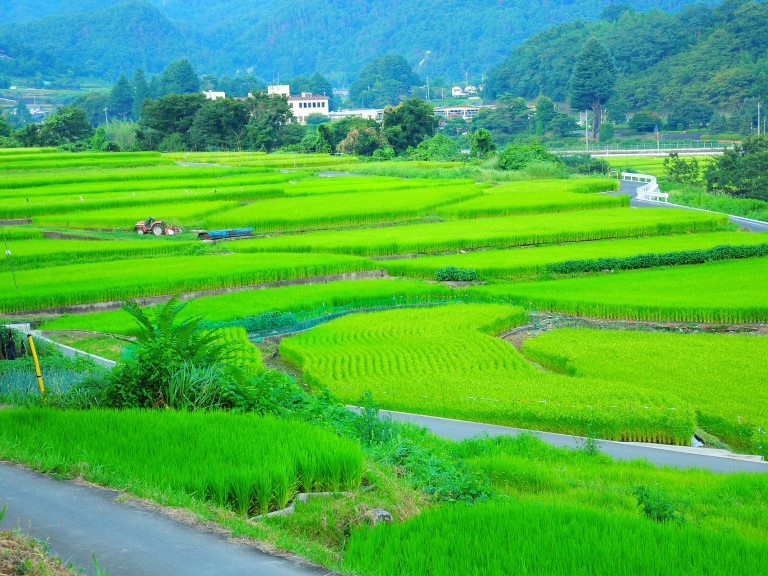 Reisfelder in Japan.