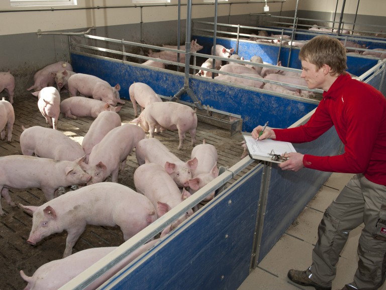 Landwirt schaut im Stall nach seinen Schweinen.