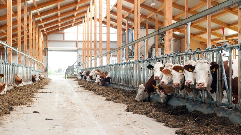 Rinder in einem hohen, hellen und luftdurchfluteten Stall auf einem Bauernhof in Bayern