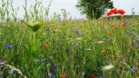 Landwirte schützen Insekten: Blühender Streifen auf einem Feld in Bayern