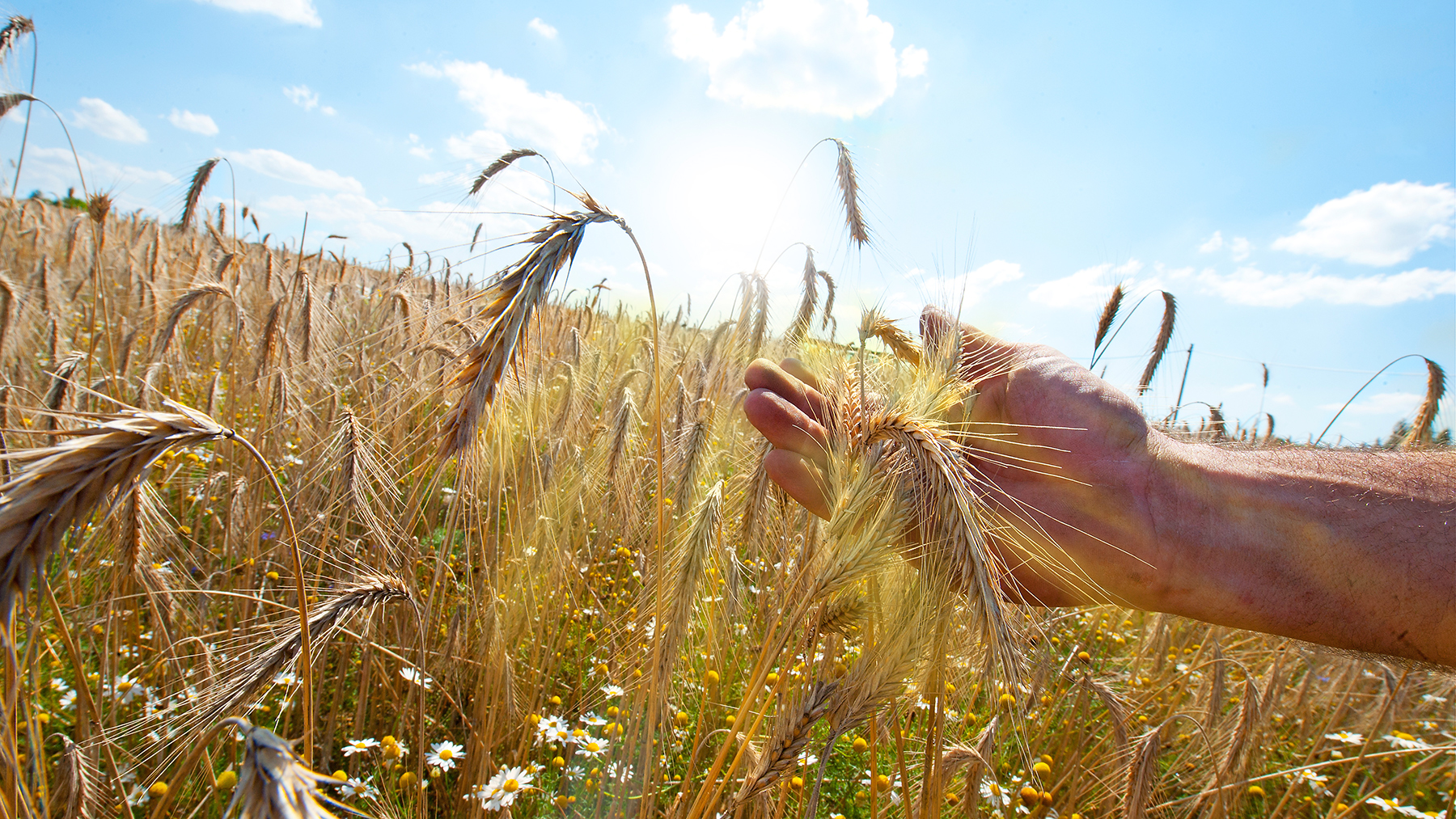 Bio-Weizen auf einem Feld in Bayern