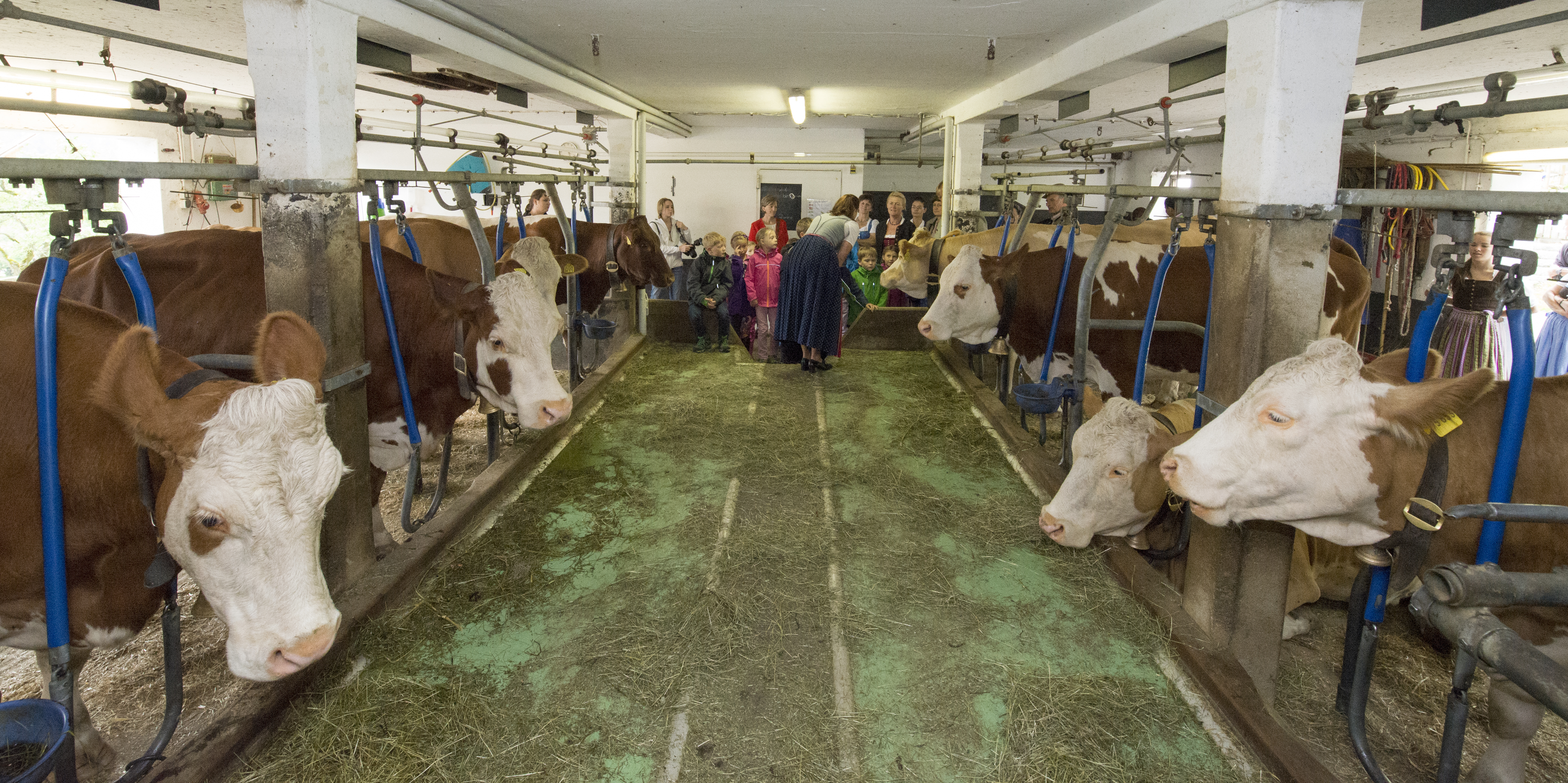 Lassen redewendung kuh im stall Kuh ist