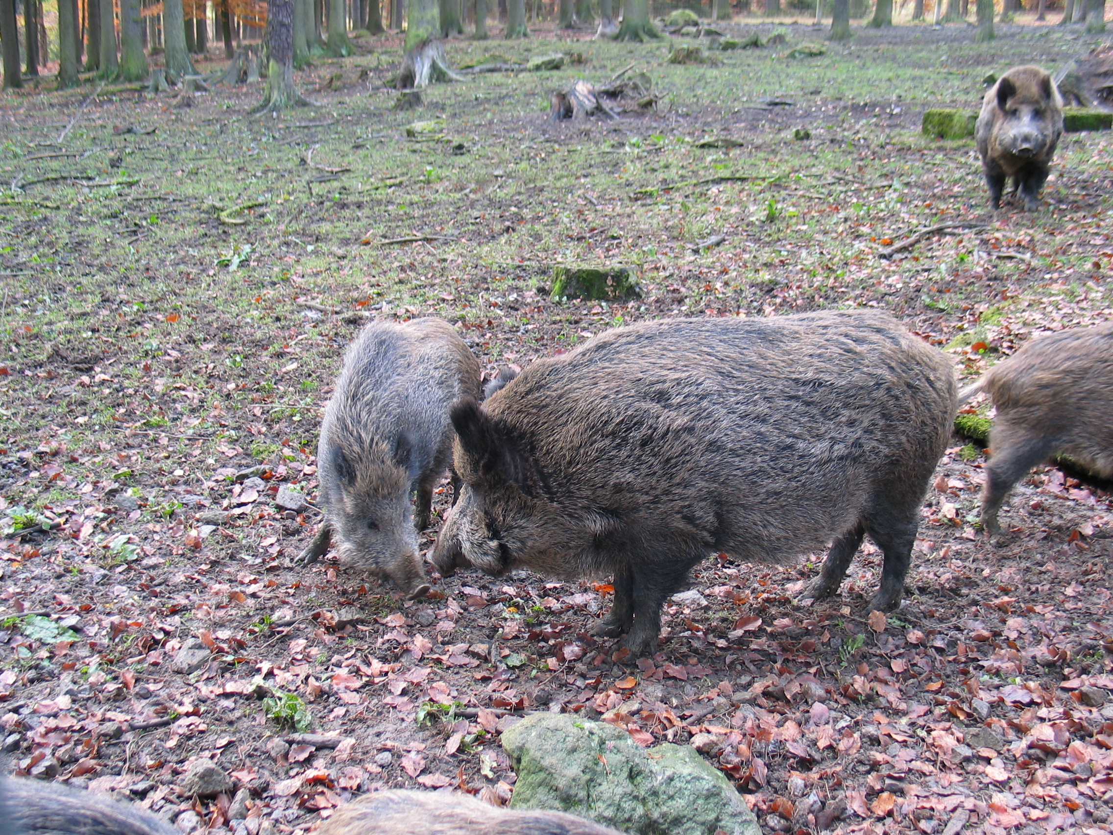 Wildschweine im Wald