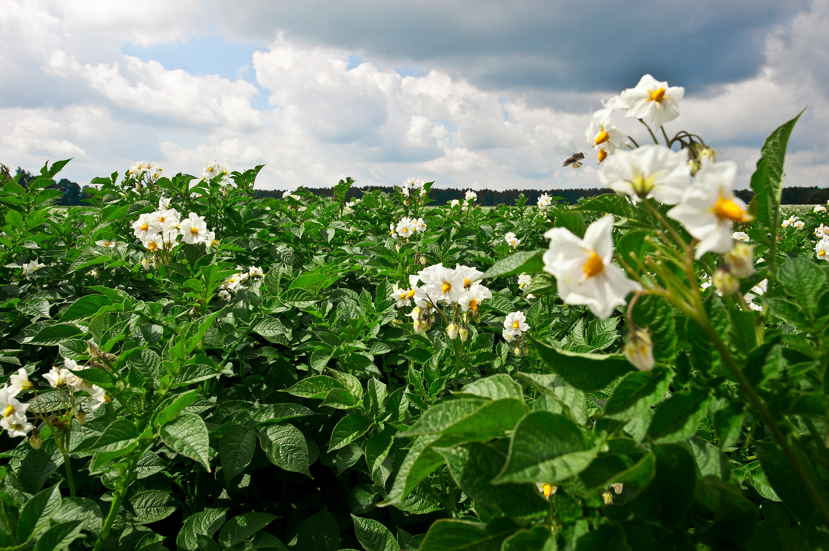 Kartoffelpflanzen in Blüte
