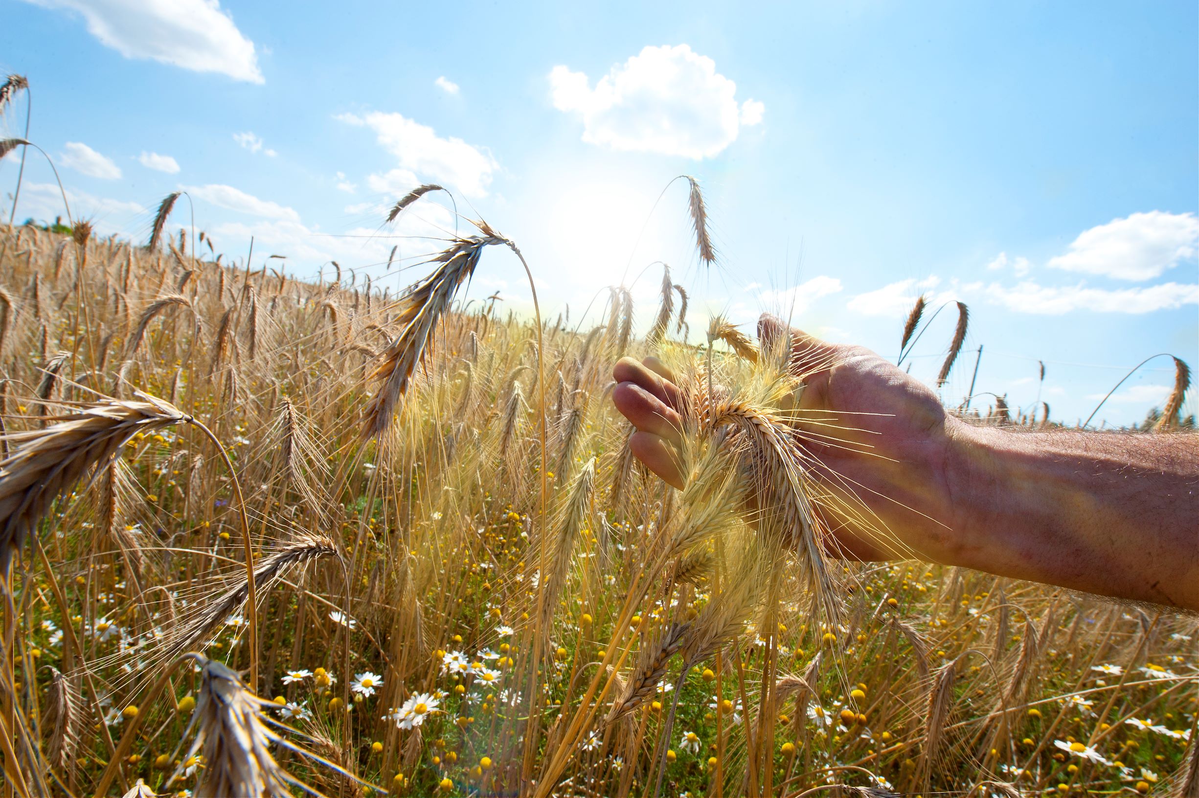Wheat