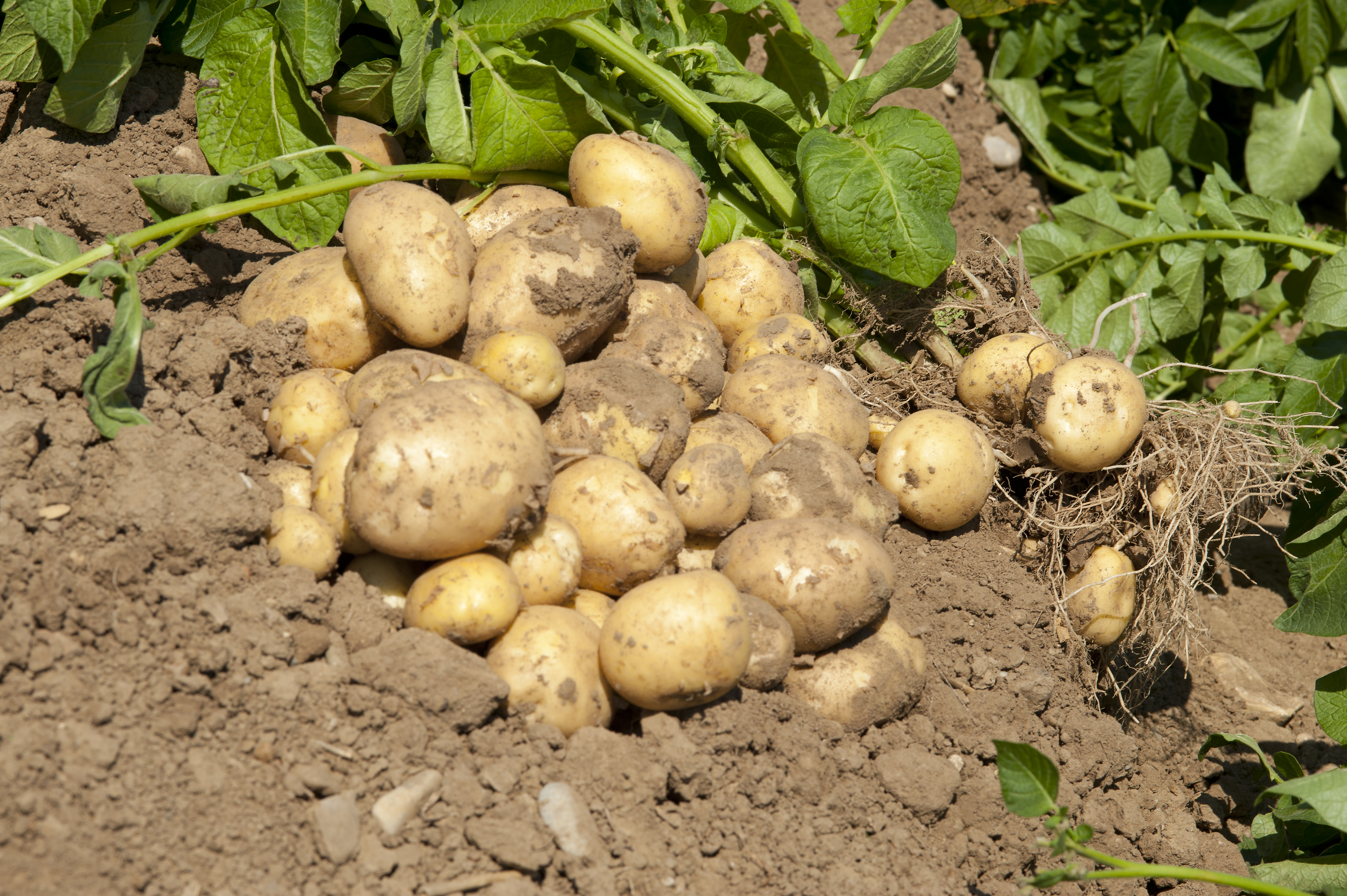 Kartoffeln auf dem Feld