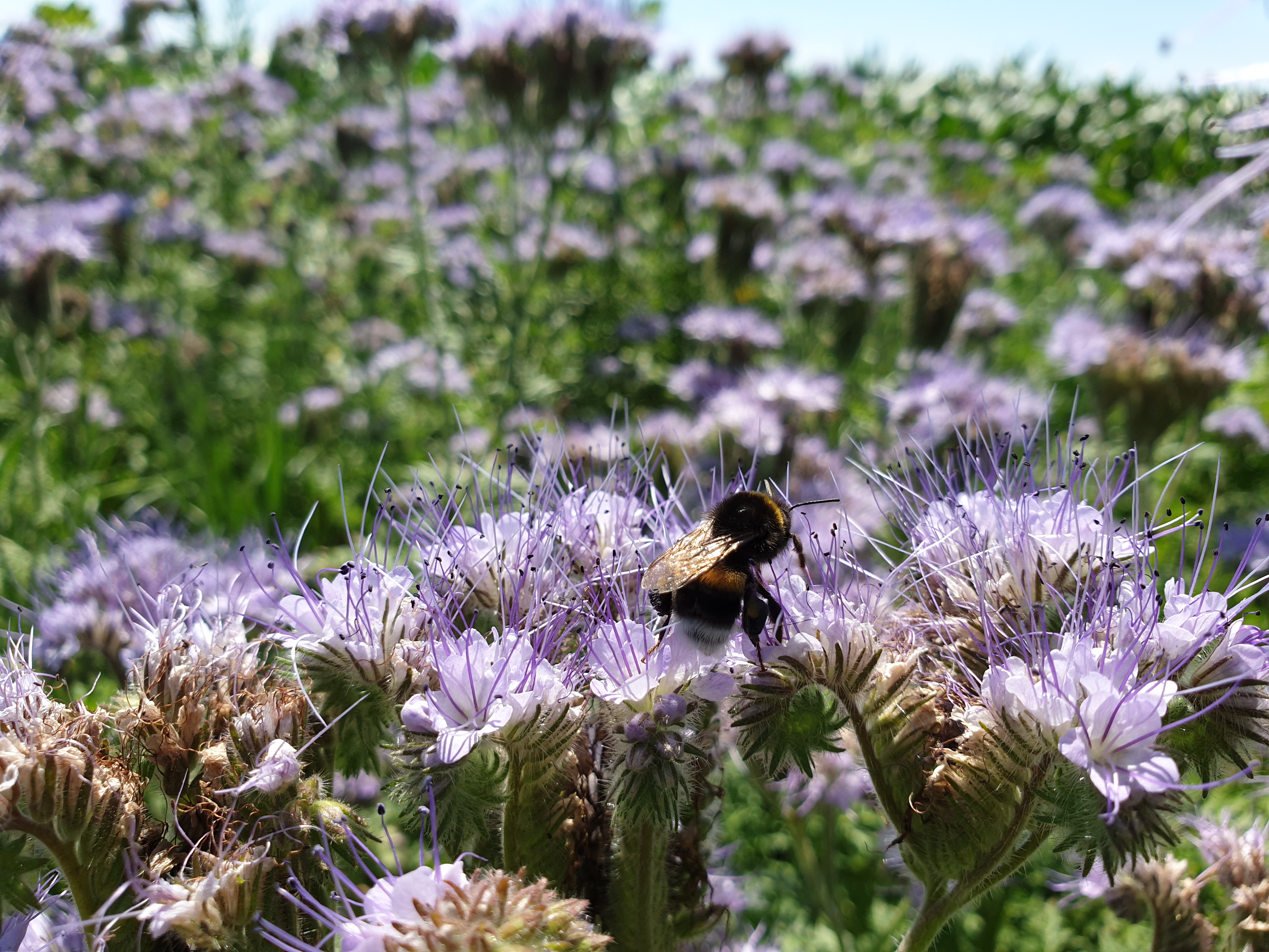 Phacelia Phacelia