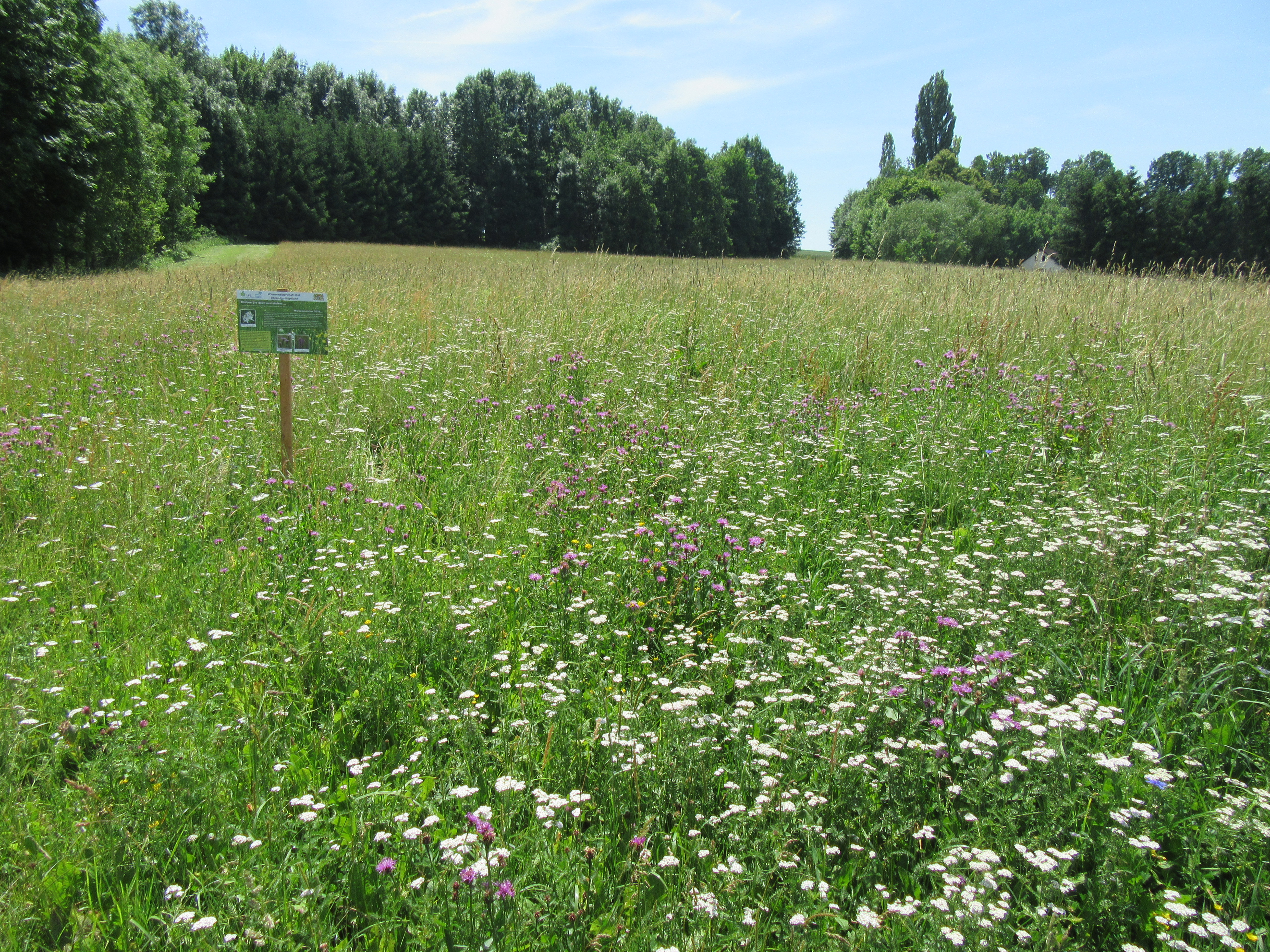 Blühende Artenvielfalt Blühende Artenvielfalt