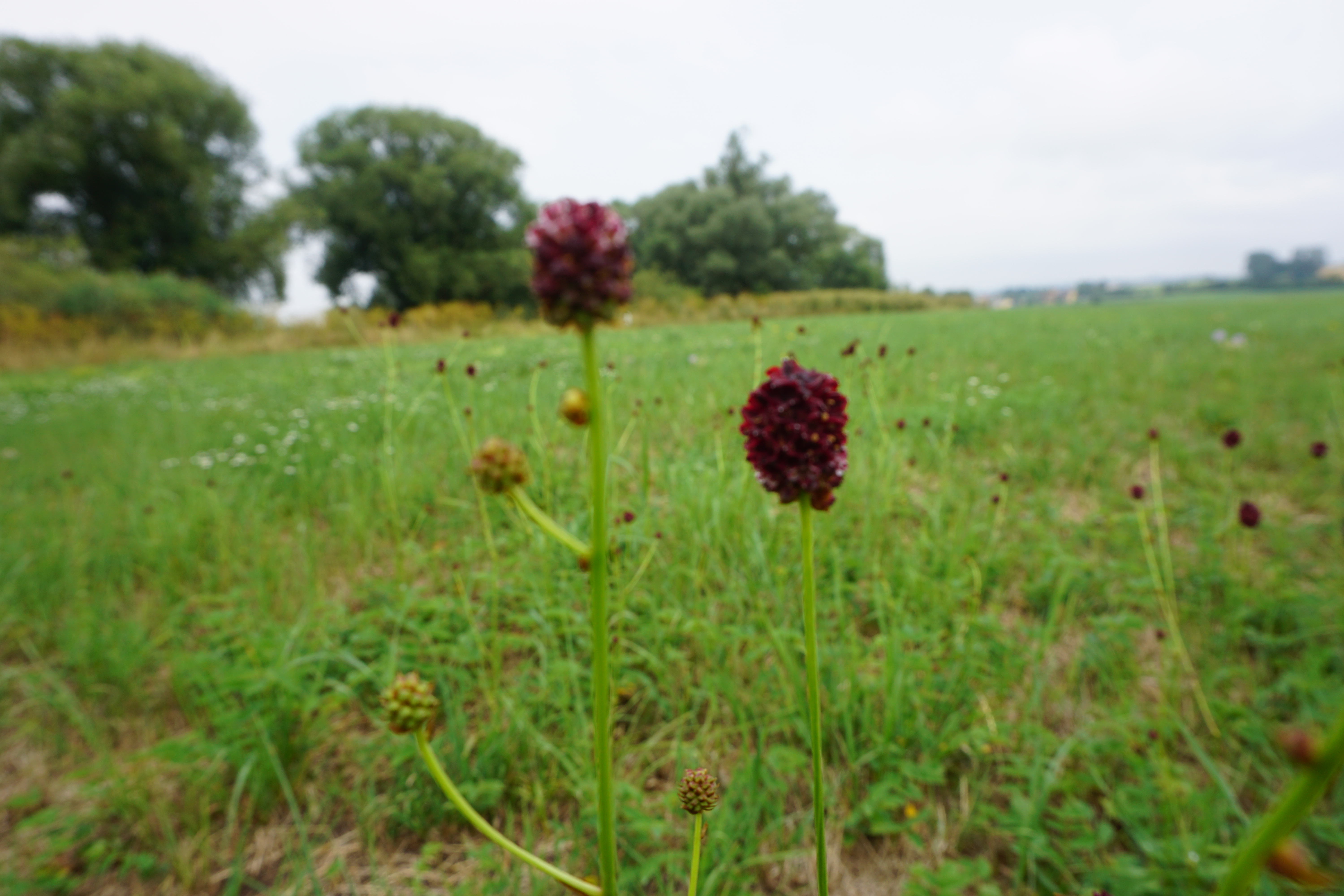 Wiesenknopf Wiesenknopf