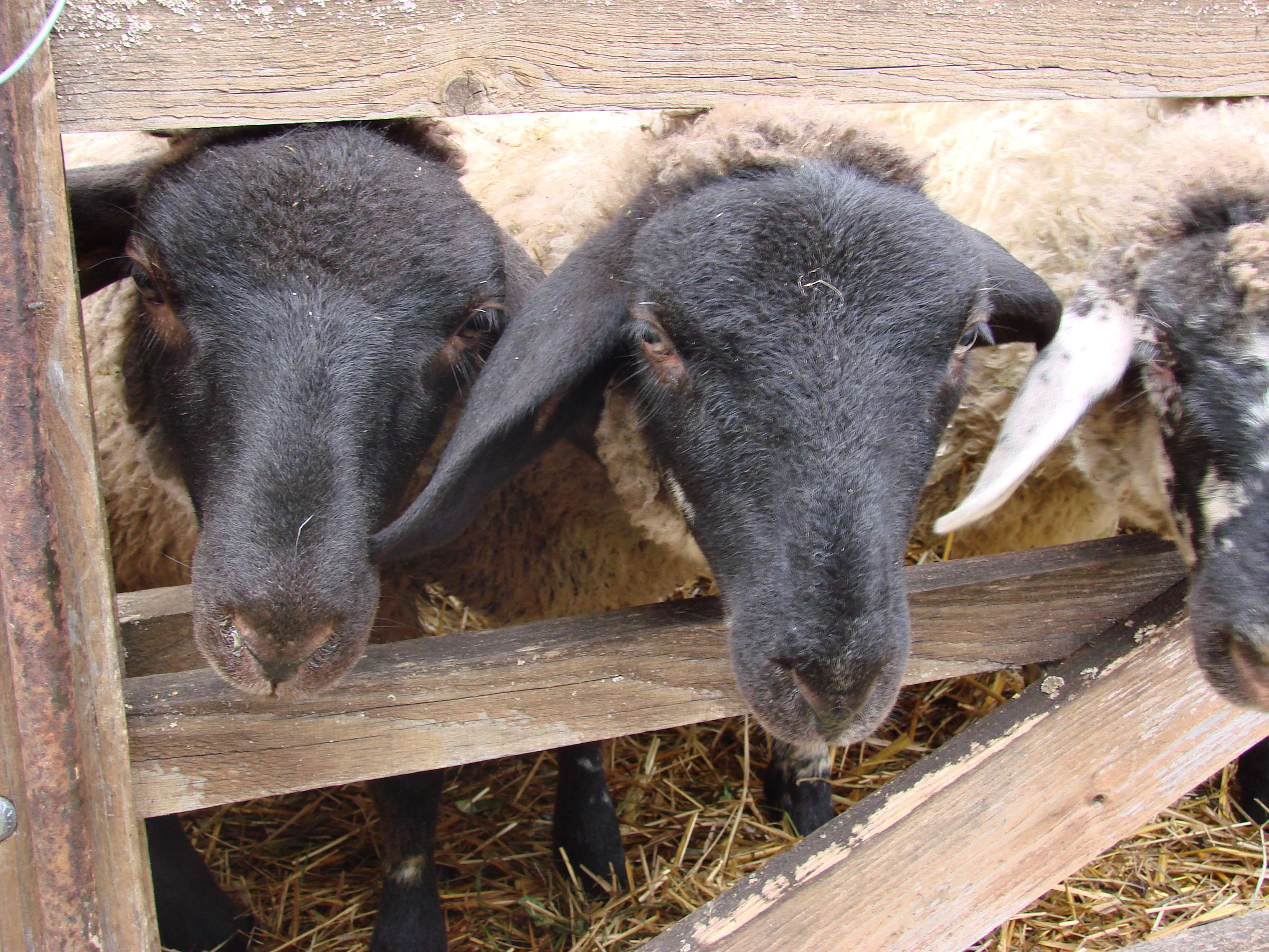 2019-08-05-Schleppertour-Bayern-blüht-auf