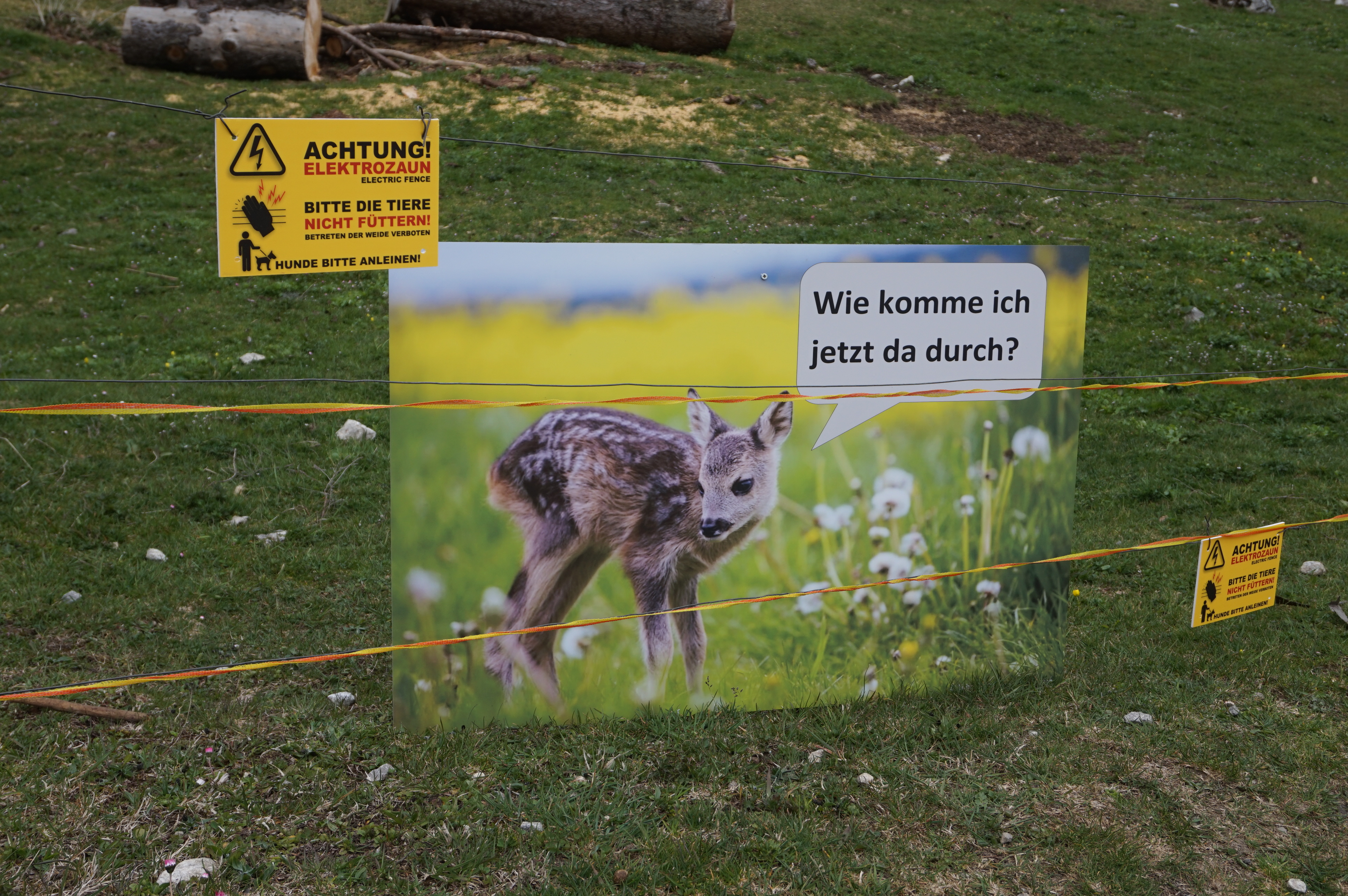 Reh am Wolfszaun