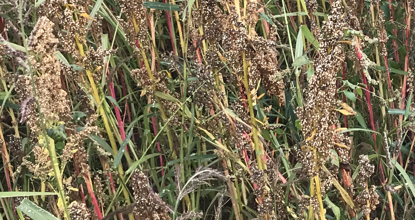 Quinoa - Superfood aus dem Nürnberger Land Quinoa - Superfood aus dem Nürnberger Land