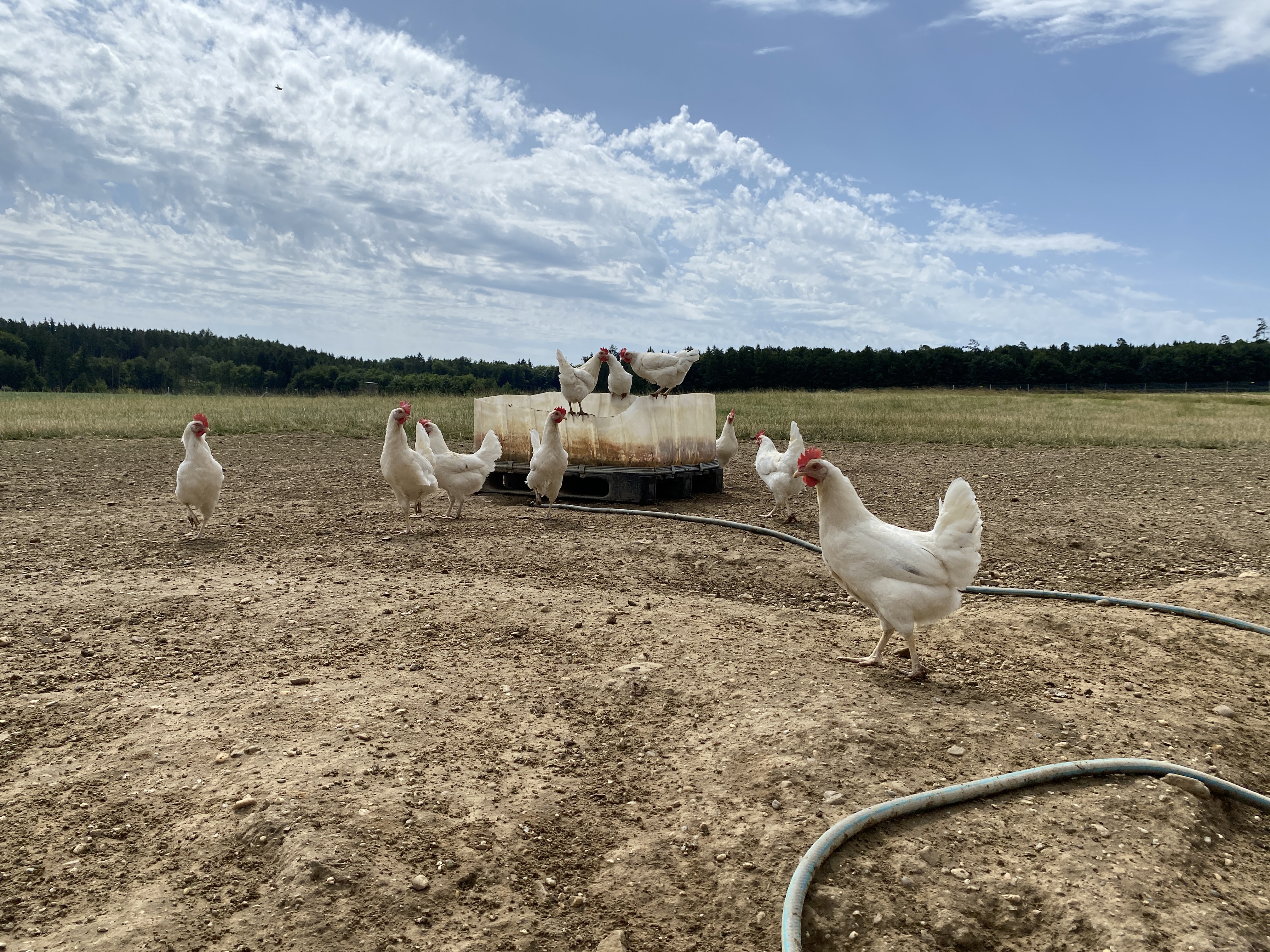 Legehennen im Freiland auf dem Scheicherhof in Rehling