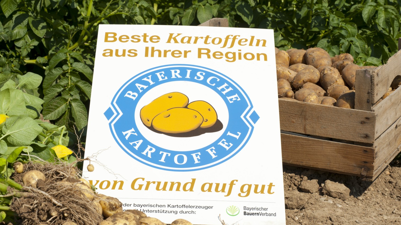 Kartoffelkiste mit Logoschild auf Acker