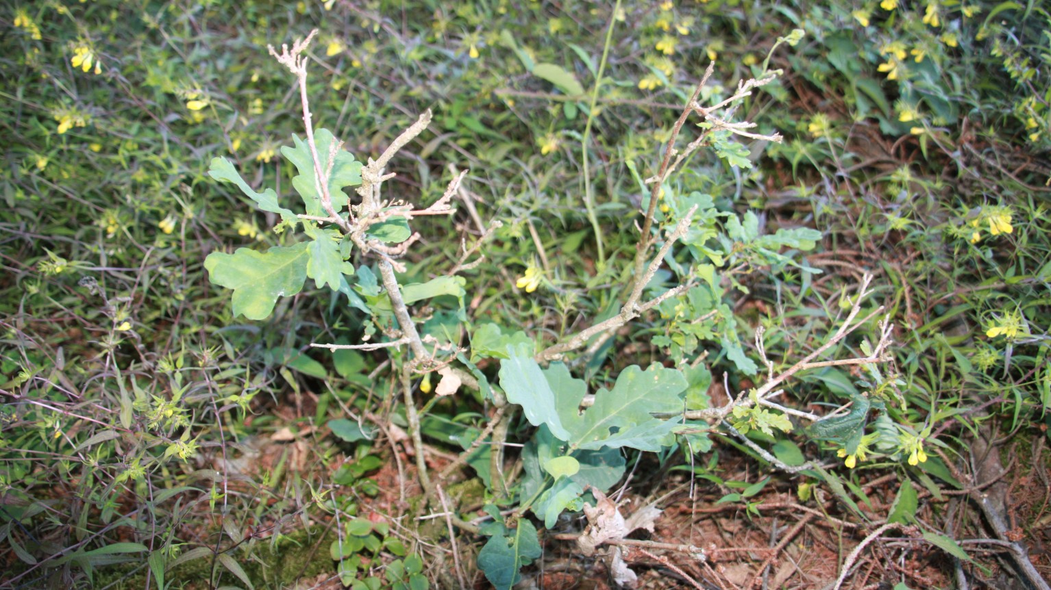 Wildverbiss