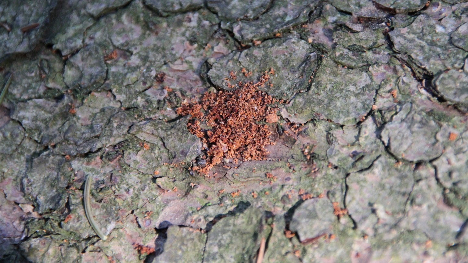 Sägemehl eines Borkenkäfers