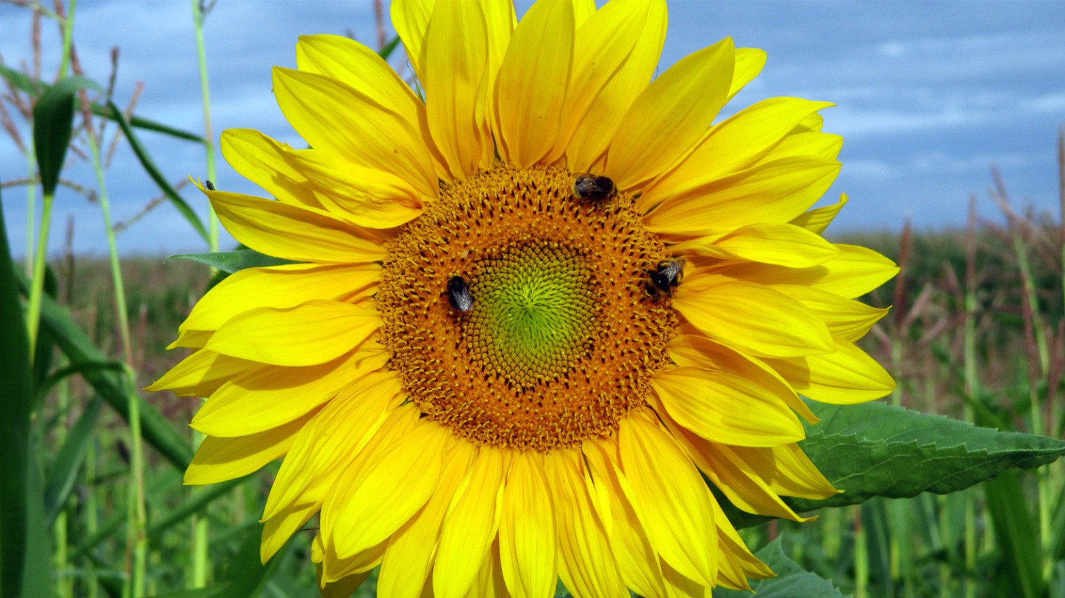 Sonnenblume