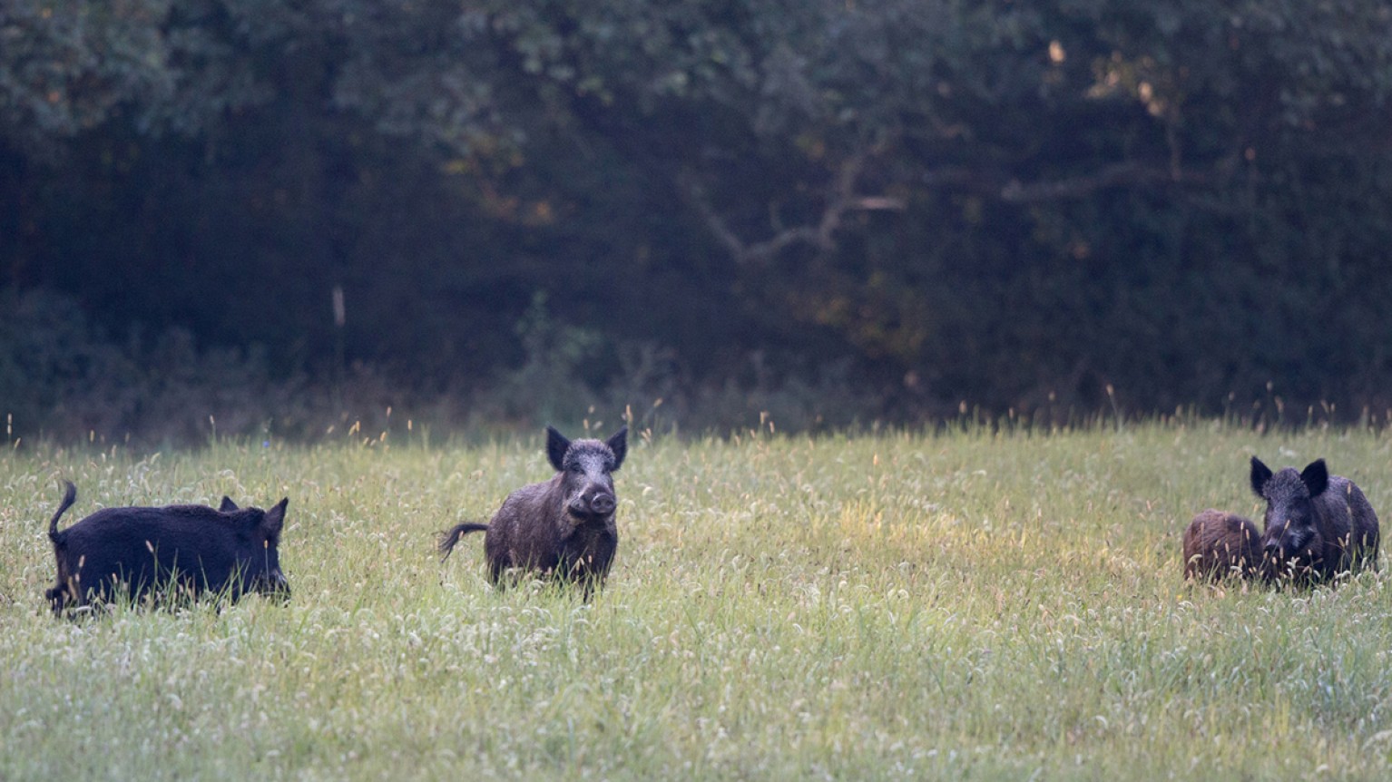 Wildschweine auf Wiese