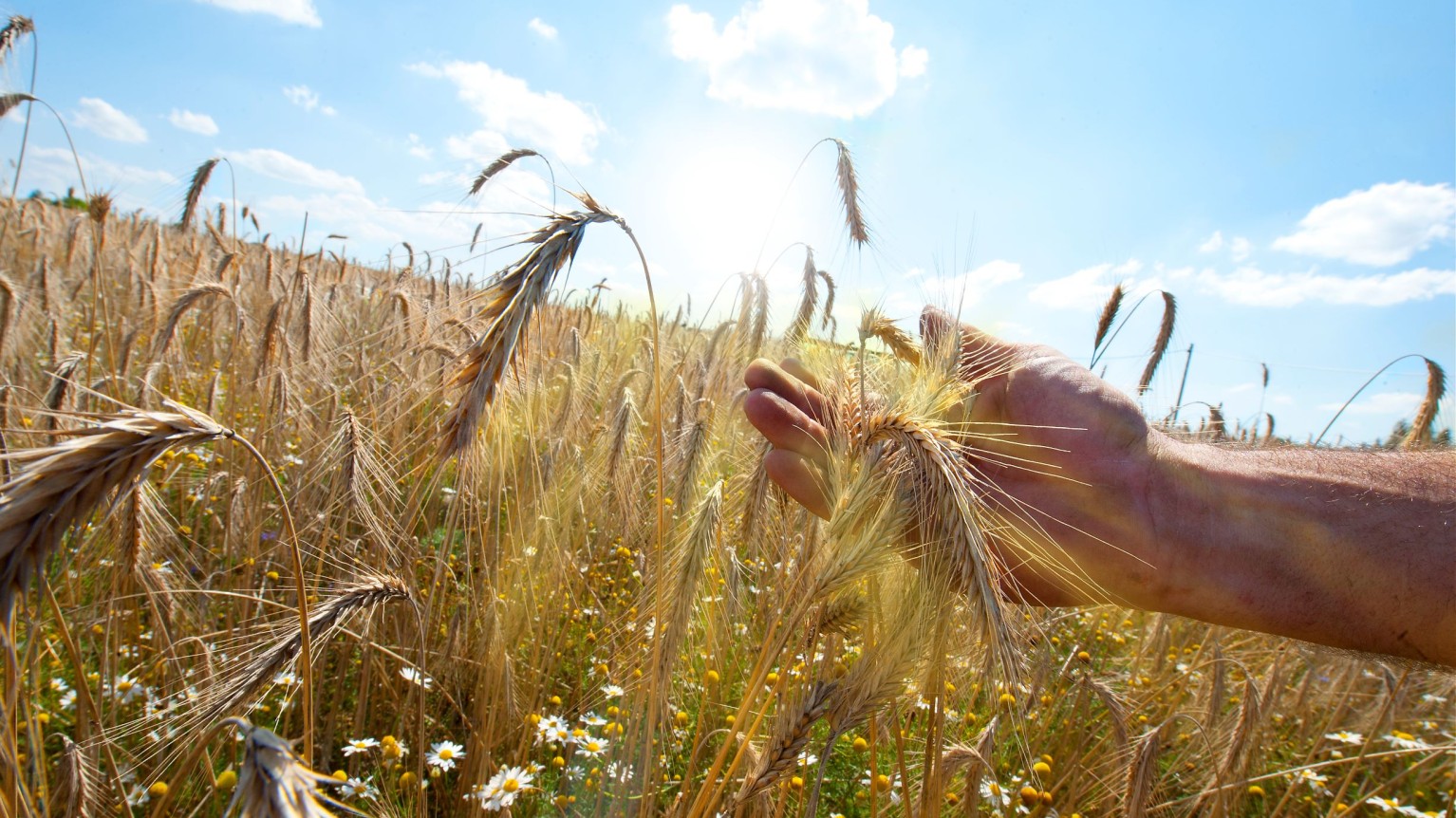 Wheat