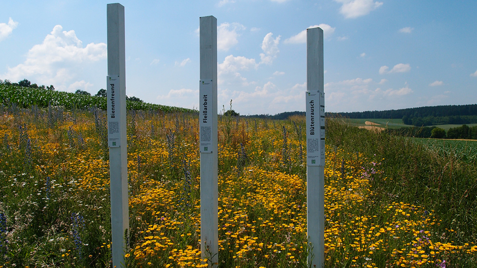 Blühstreifen für Insekten und Lerchen in Niederbayern