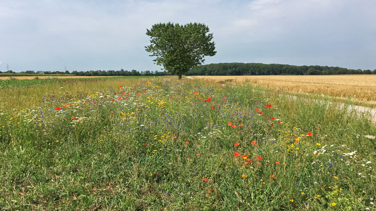 Grünland in Bayern