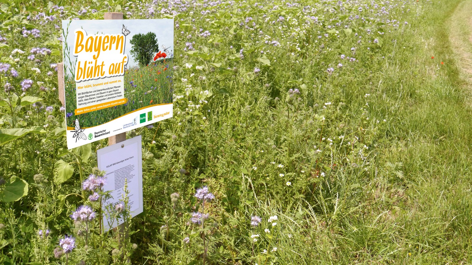 Blühstreifen mit Hinweisschild zur Aktion "Bayern blüht auf"