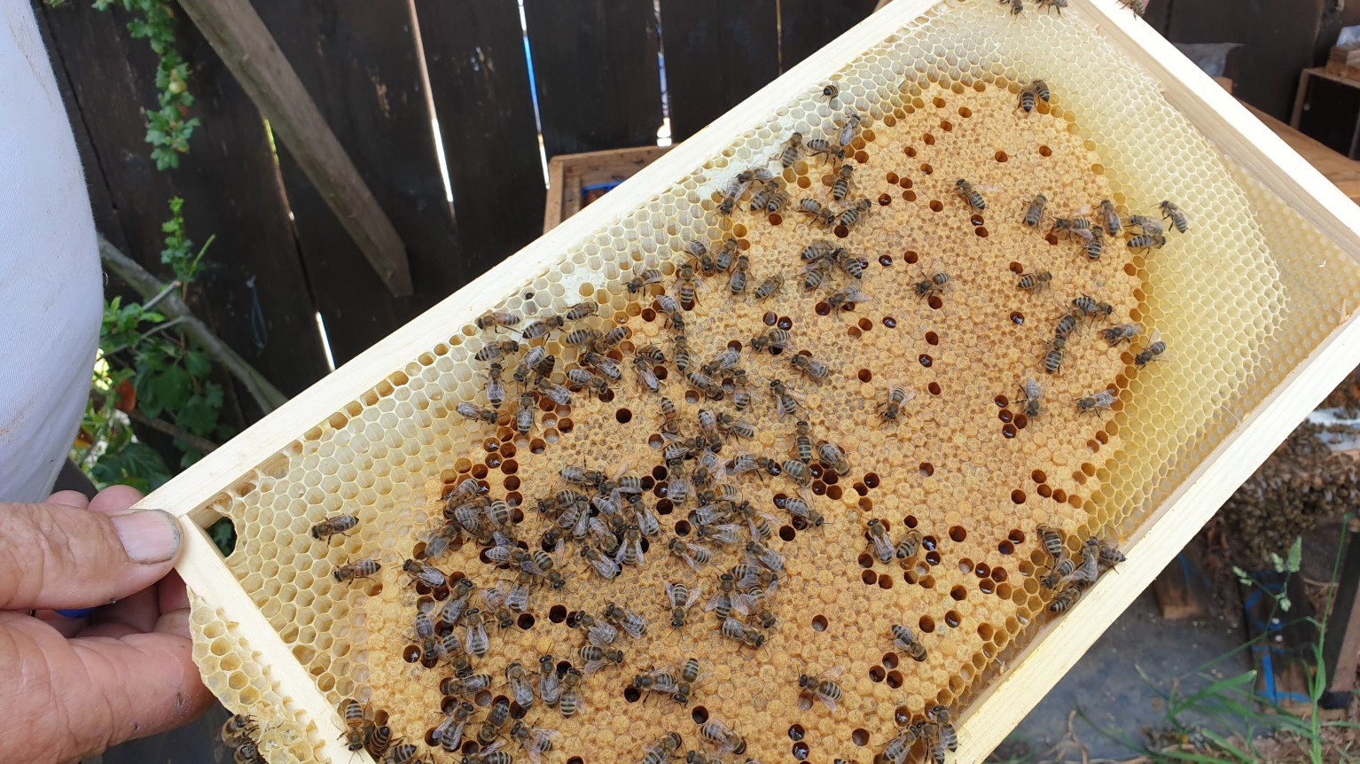 Bienen des Imkers Bienen des Imkers