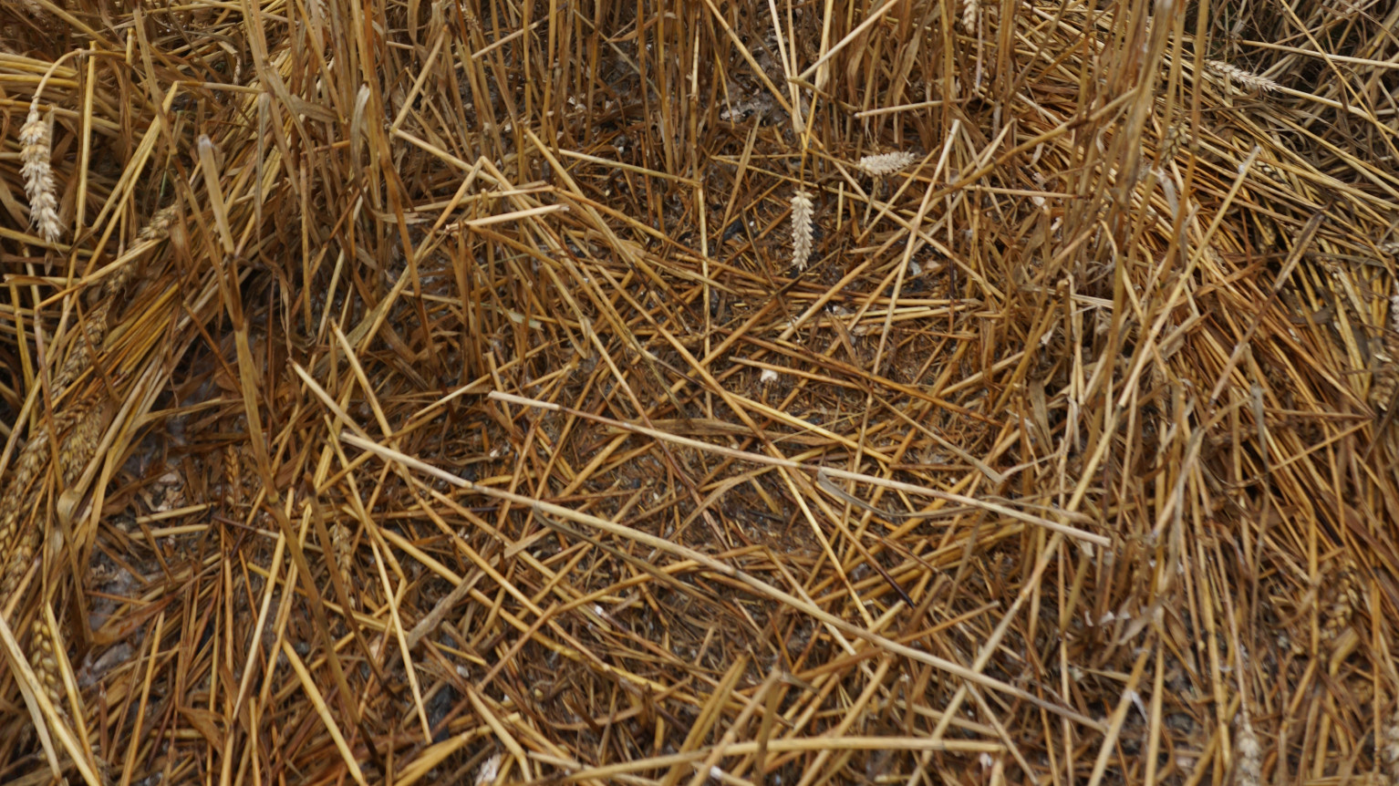 Nest eines Wiesenweihe-Paares Nest eines Wiesenweihe-Paares