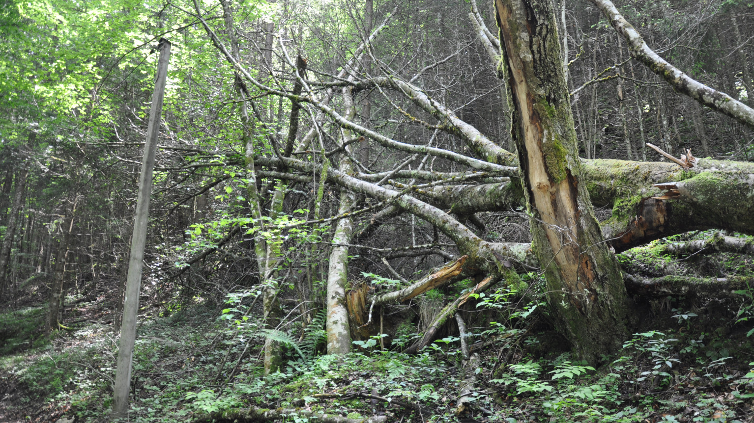 Natuschutz im Wald