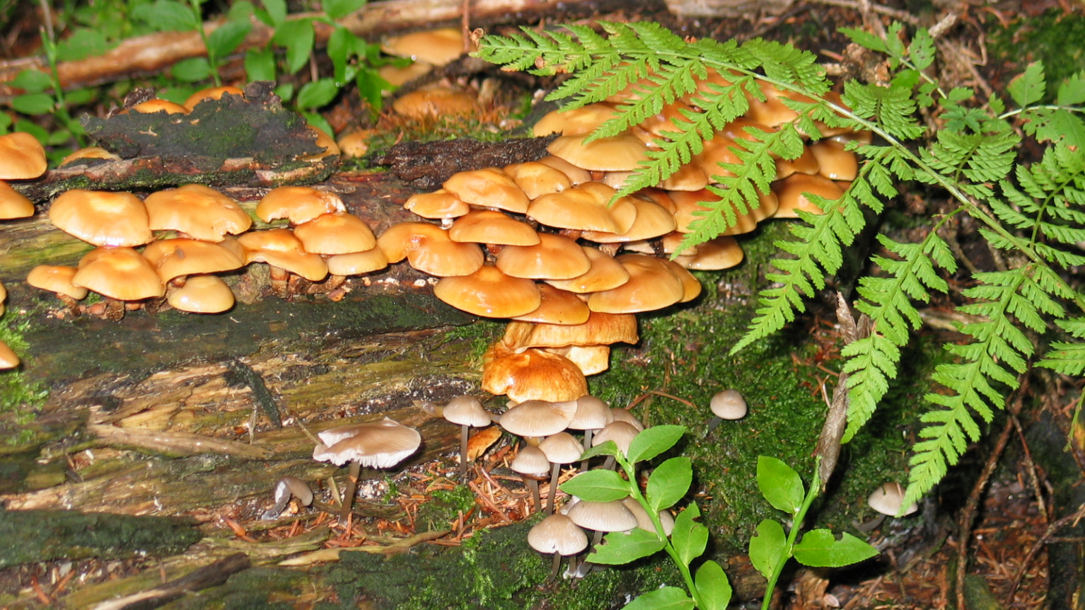Stockschwämmchen im Wald
