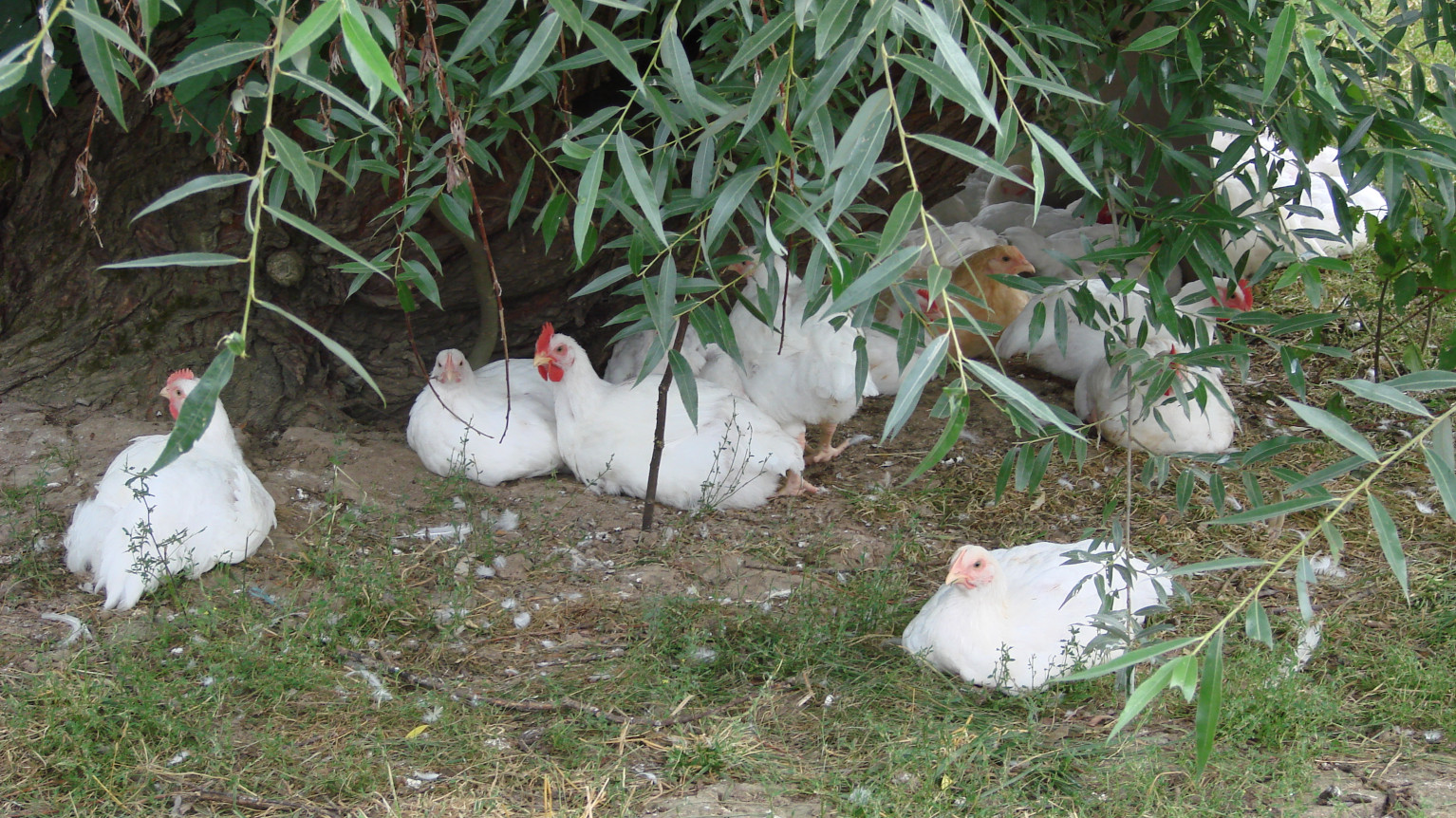 2019-08-05-Schleppertour-Bayern-blüht-auf