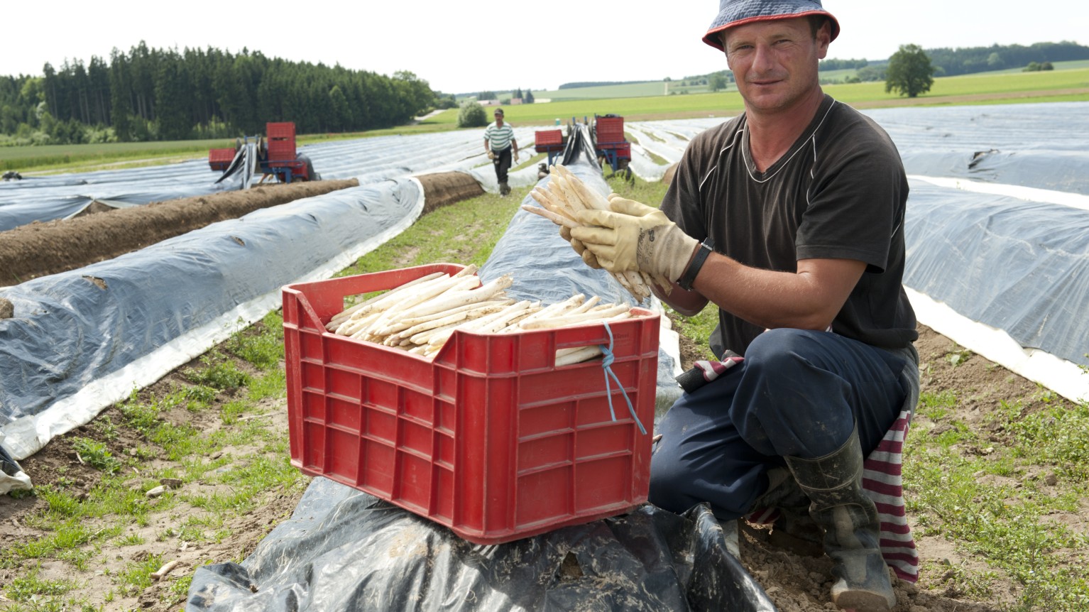 Erntehelfer Bayerischer Bauernverband Saisonarbeit