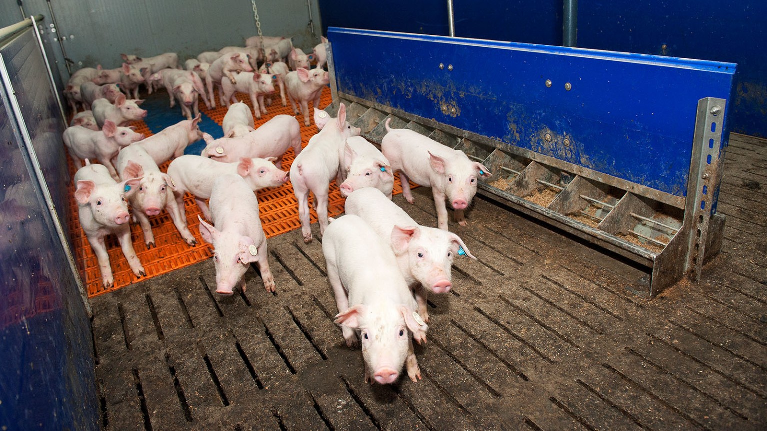 Schweine im Stall