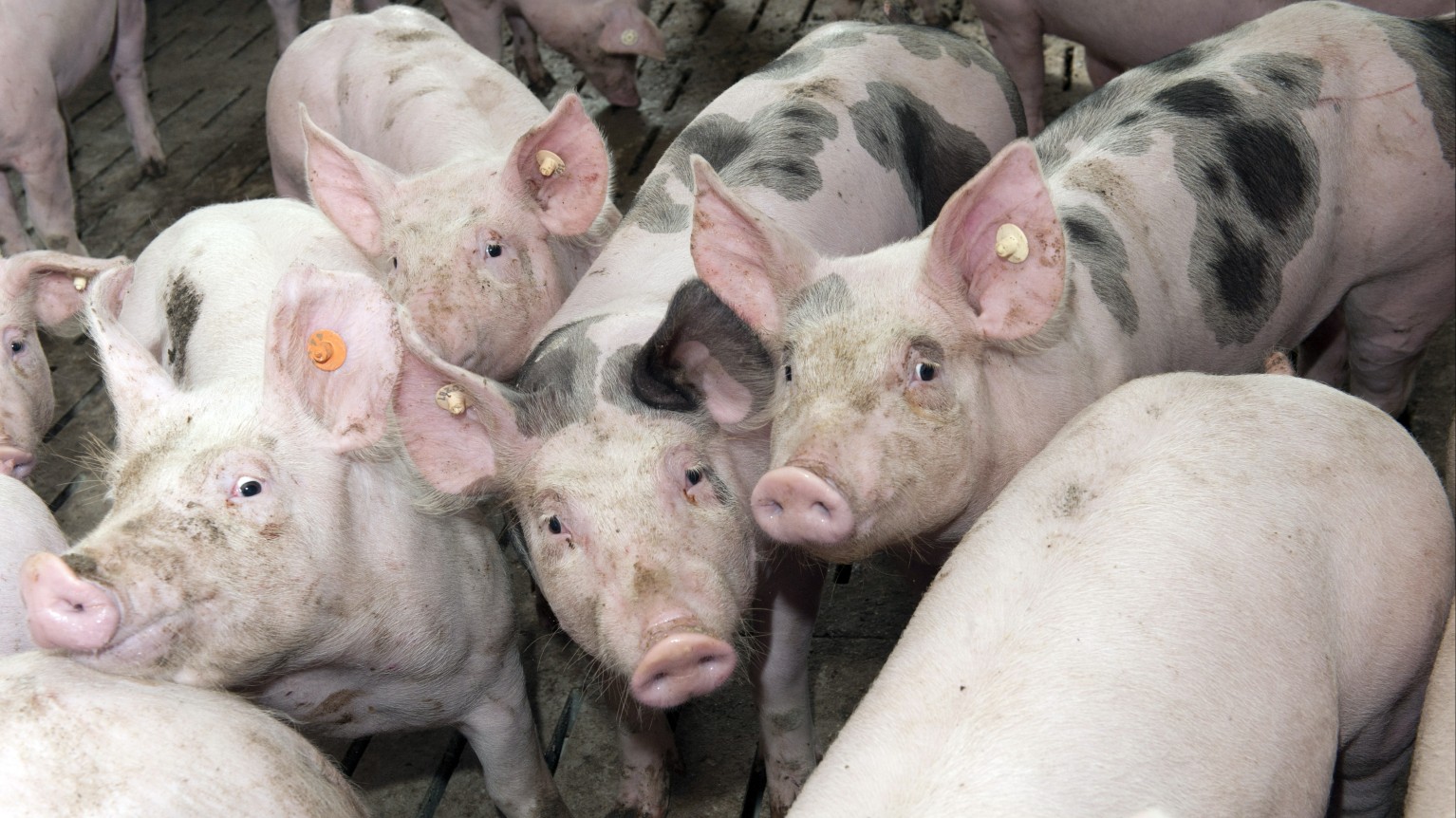 Schweine im Schweinestall.