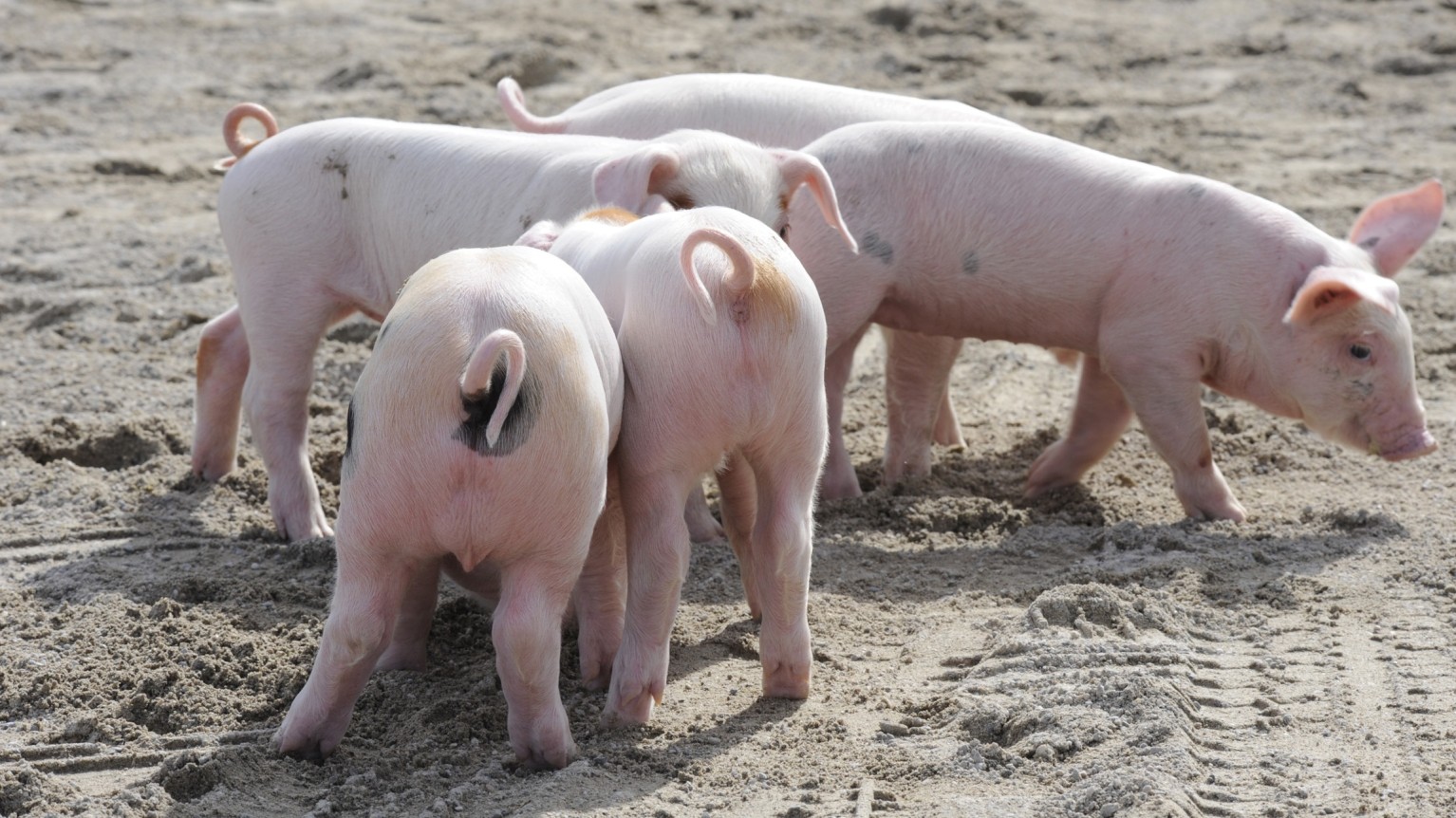 Schweine