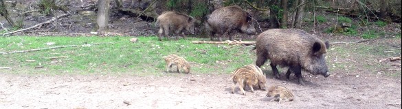 Wildschweine mit Frischlingen