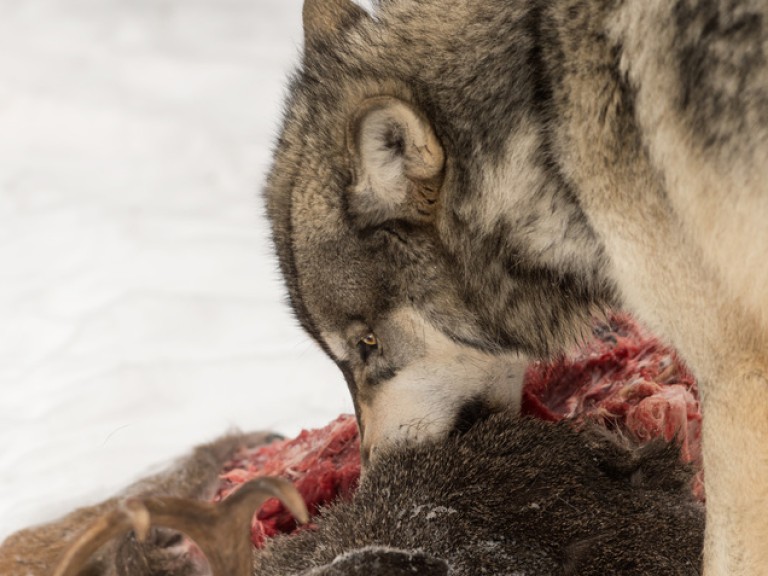 Ein Wolf frisst am Kadaver eines gerissenen Tieres