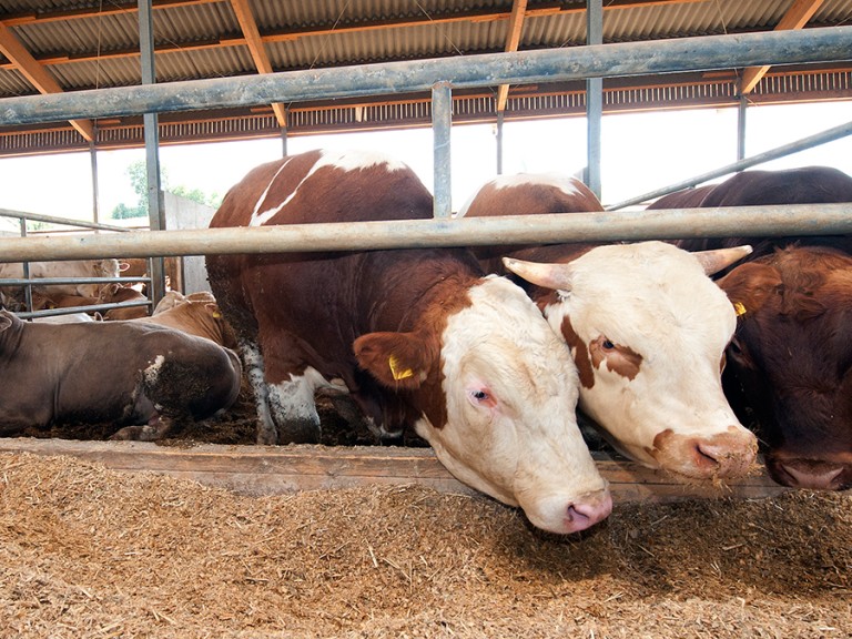 Zwei Bullen stehen im Stall vor ihrem Futter