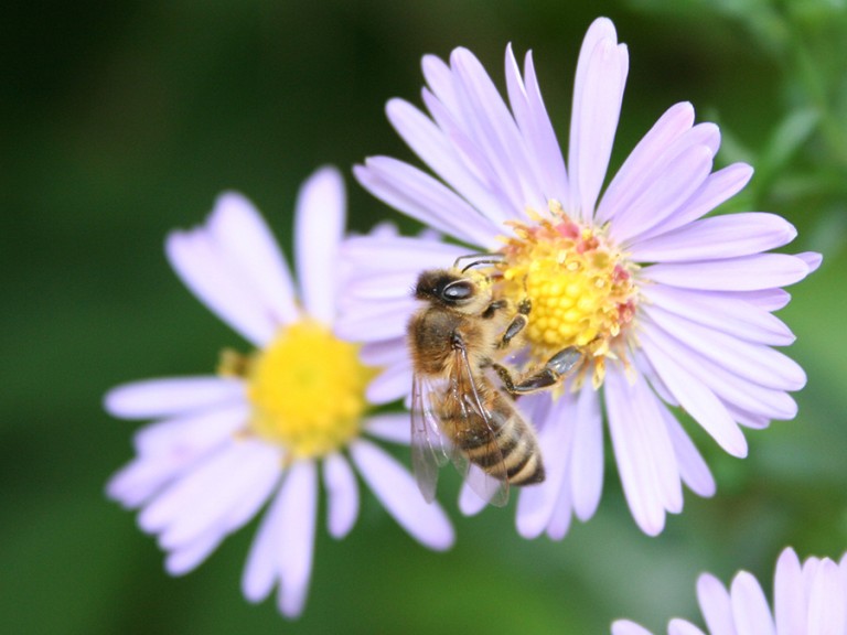 Biene auf Blüte