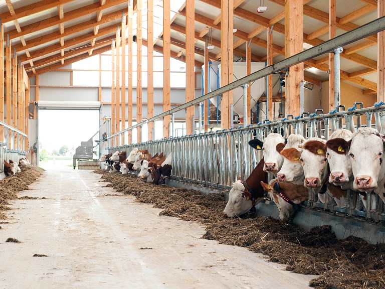 Rinder in einem hohen, hellen und luftdurchfluteten Stall auf einem Bauernhof in Bayern