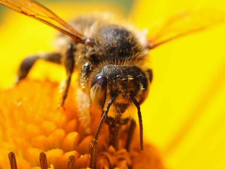 Eine Biene auf einer gelben Blume