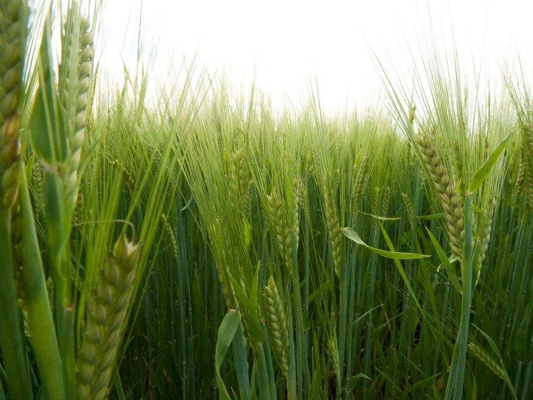 Ein noch grünes Feld mit Gerste