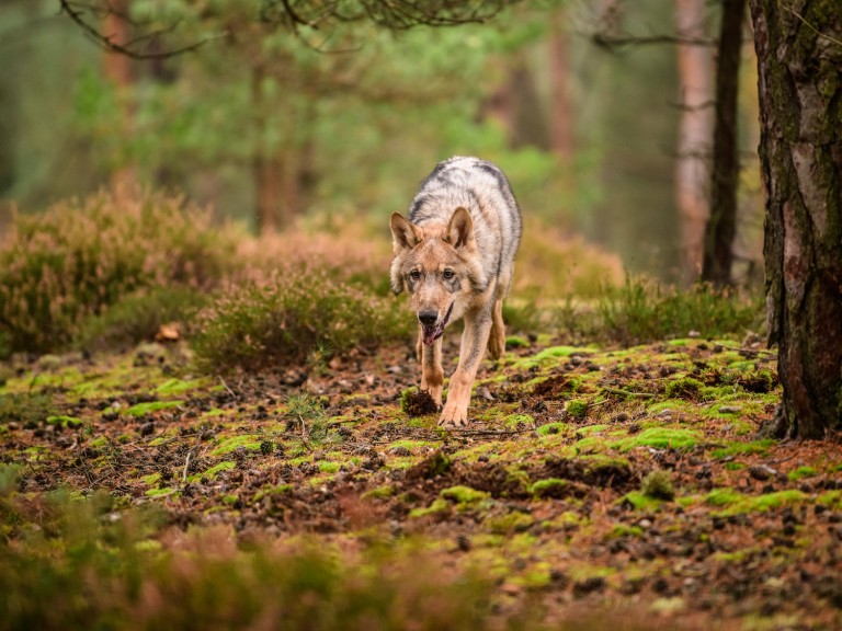 Wolf im Wald