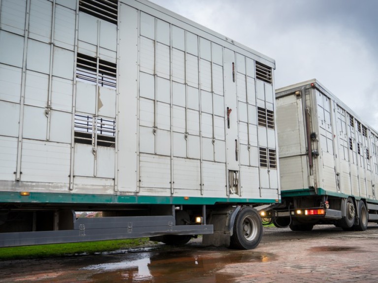 Ein leerer Tiertransporter mit Anhänger