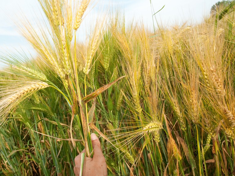 Bio-Gerste auf einem Feld in Bayern