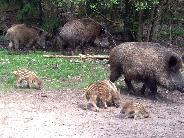 Eine Rotte von Wildschweinen kann Übertreger der Afrikanischen Schweinepest sein