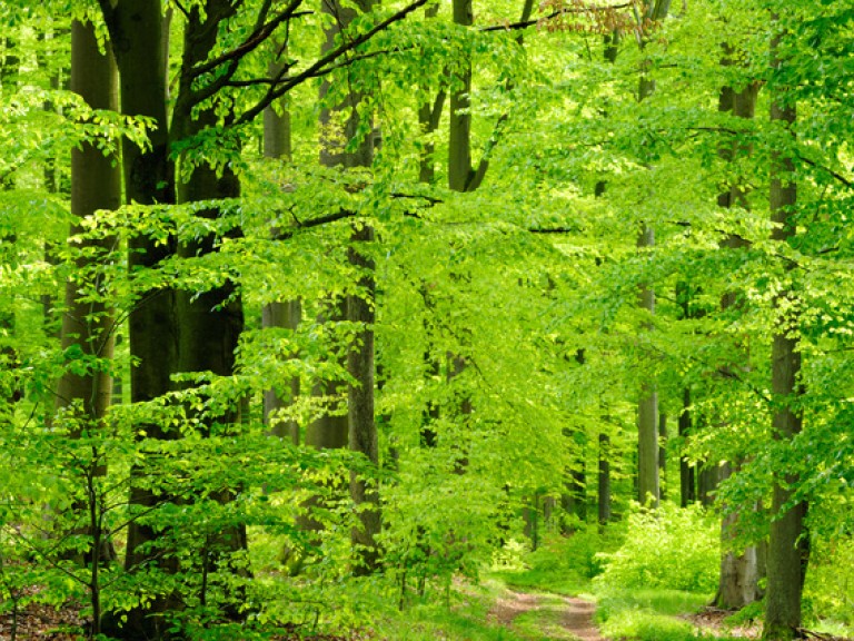 Grünes Laub im Steigerwald